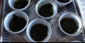 Pesto